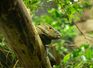 black iguana has spotted something from his tree