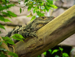 black iguana is resting on a log after dinner