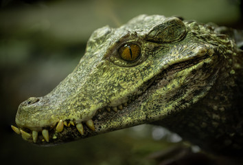 dwarf caiman gets a side profile shot