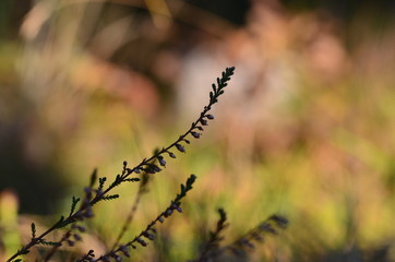 Heidekraut im Herbstwald