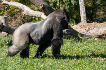 silverback gorilla adult male gets a side profile