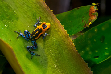 Mimic Poison Frog or poison arrow frog