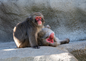 Naklejka premium snow monkeys have spotted you taking their picture
