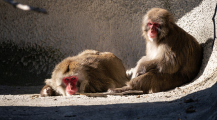 Fototapeta premium snow monkeys taking a break to enjoy the warm sun