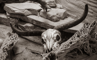 steer skull is looking at you as it ages in the desert in vintage sepia
