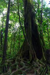 tree in amazon rainforest