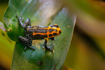 Mimic Poison Frog or poison arrow frog