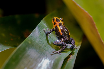Mimic Poison Frog or poison arrow frog