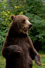 Obraz premium Curious standing bear on green background