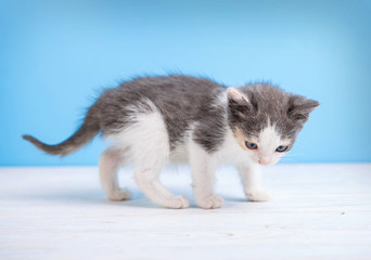 Fluffy kitten on a white table on a blue background