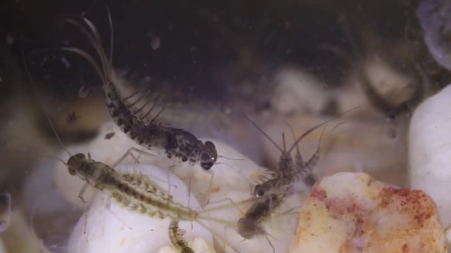 Mayfly larvae  the bottom of a pond