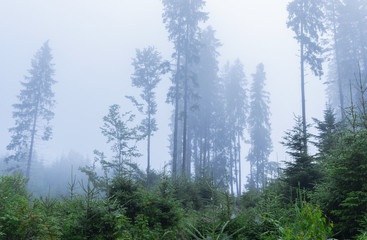 Misty landscape with fir forest,  nature background