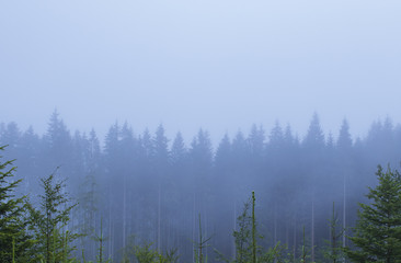 Misty landscape with fir forest, nature background