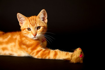 Ginger mackerel tabby12 week old kitten isolated on a black background playing with a toy mouse