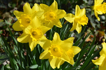 *Nelke - Ostertraum - Frühlingsblume*