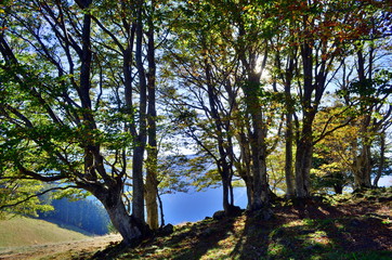 Bäume im Herbst