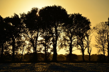 Rural landscape, Jersey, U.K.
Trees of Autumn.