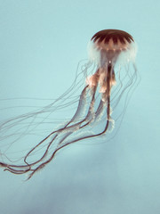 Jellyfish 