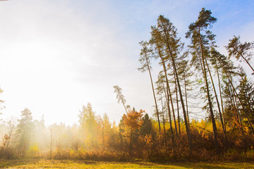 Beautiful forest landscape. Autumn nature. Pines on morning sunlight. Sunrise