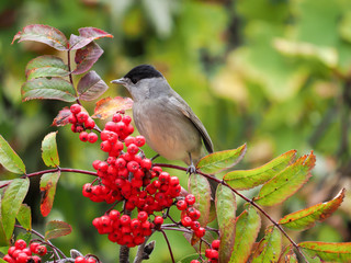 Male Blackcap (Sylvia atricapilla), isolated on the rowanberry