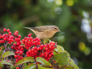Common Chiffchaff (Phylloscopus collybita), isolated on the rowanberry