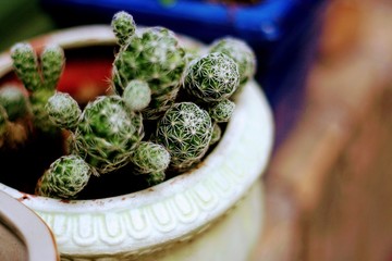 Cactus close-up spine detail.