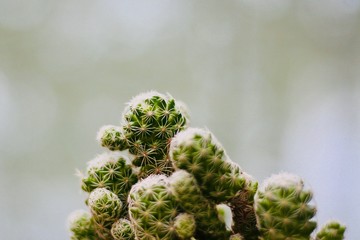 Cactus close-up spine detail.