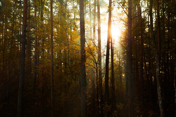 Sunny rays in morning forest. Sunlight between pines. Beautiful landscape