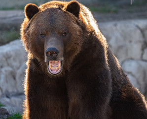 Obraz na płótnie Canvas grizzly bear has spotted you