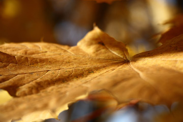 Maple leaf and autumn./Single yellow leaf of a maple on an indistinct background of different...