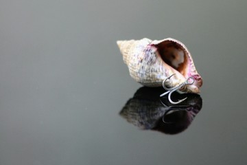 Sea shell on black glass
