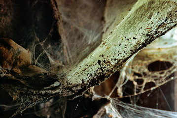 Halloween spooky background with huge, natural spiderweb in front of cave window. Back lit.