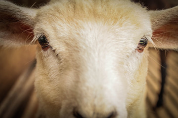 Sheep eyes