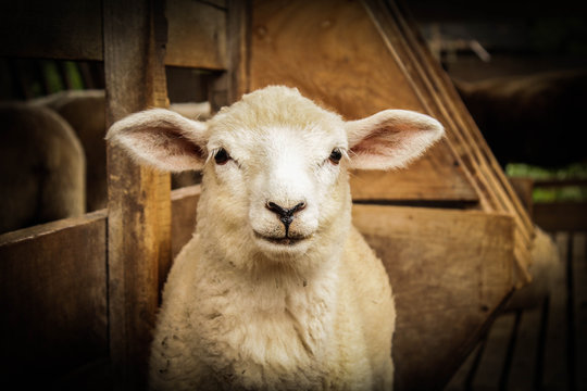 548,062 BEST Sheep IMAGES, STOCK PHOTOS & VECTORS | Adobe Stock
