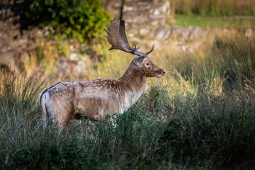 Fallow Deer Stag Pictured In The UK
