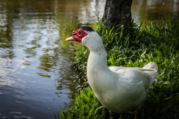 Fototapeta premium White Duck