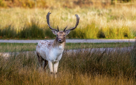 Fallow Deer Stag Pictured In The UK