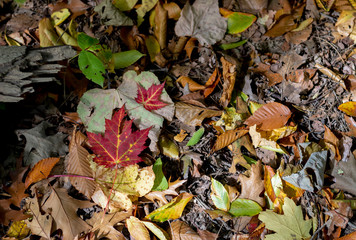 Fall leaves on the forest floor