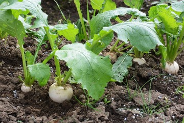 Turnip cultivation / Kitchen garden