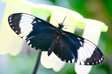 Heliconius cydno / sapho