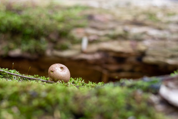 Puffball