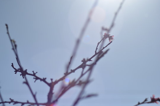 primavera