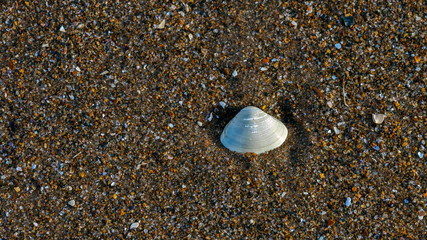 Cocklesheil in the sand
