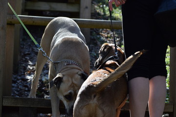 The first meeting of two dogs on the stairs.