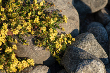 Cliffroses in October