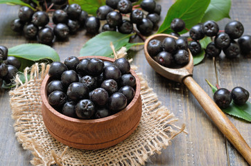 Black chokeberry (Aronia melanocarpa)