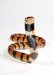 Fototapeta premium Schildnasenkobra (Aspidelaps lubricus) - Cape coral snake