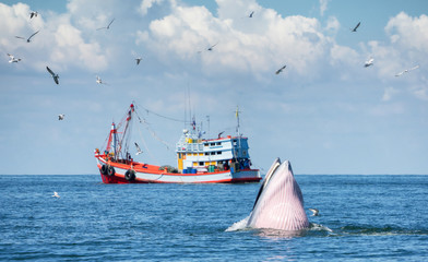 Huge Whale Bruda feed on a wide variety of fish in gulf of Thailand