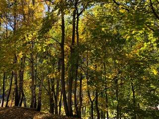 alber foglie autunno colori autunnali autunno albero foglia bosco foresta