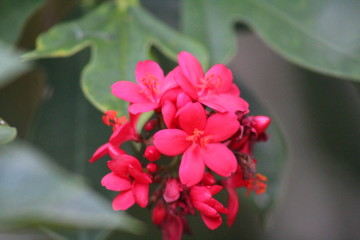 Red flower in garden 